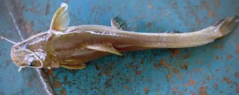 长胸异鮡是什么鱼？