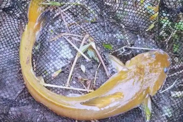 长胸异鮡是什么鱼?