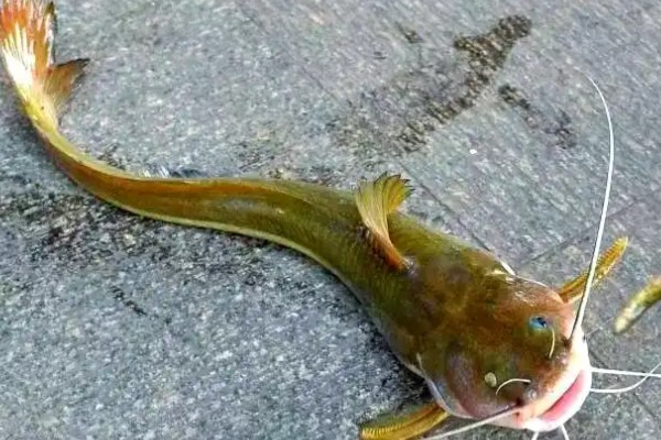 长胸异鮡是什么鱼?