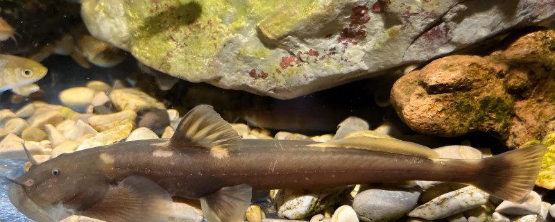 长尾鮡是什么鱼？