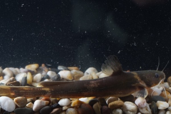 长尾鮡是什么鱼？