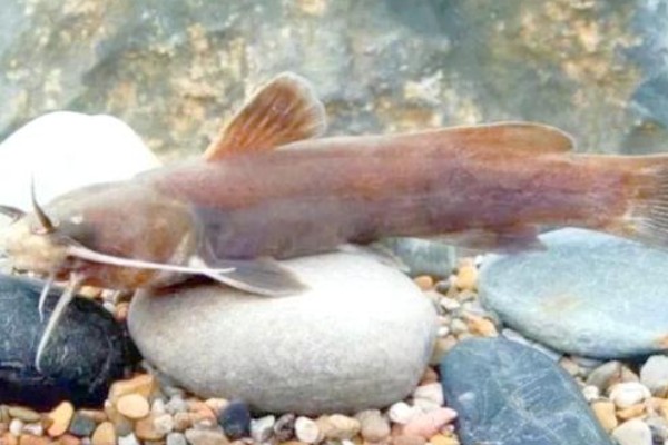 长尾鮡是什么鱼？