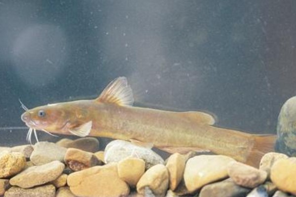 长尾鮡是什么鱼？