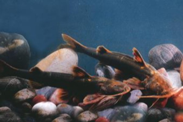 长尾纹胸鮡是什么鱼？