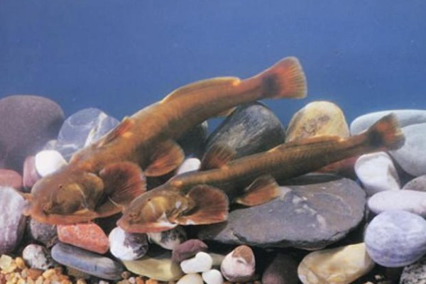 长尾纹胸鮡是什么鱼？