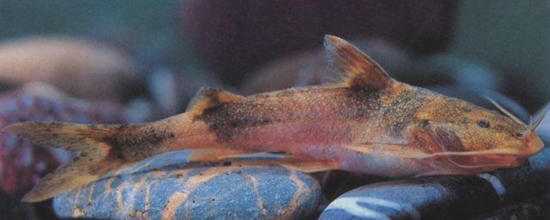 长尾纹胸鮡是什么鱼？