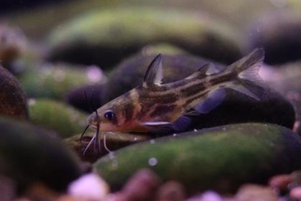 长尾纹胸鮡是什么鱼？