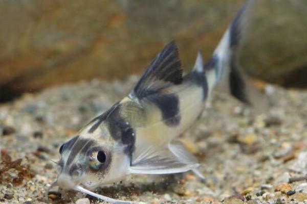 长丝黑鮡是什么鱼？