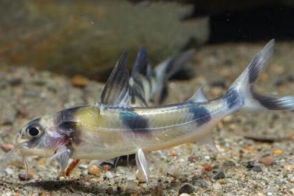 长丝黑鮡是什么鱼？