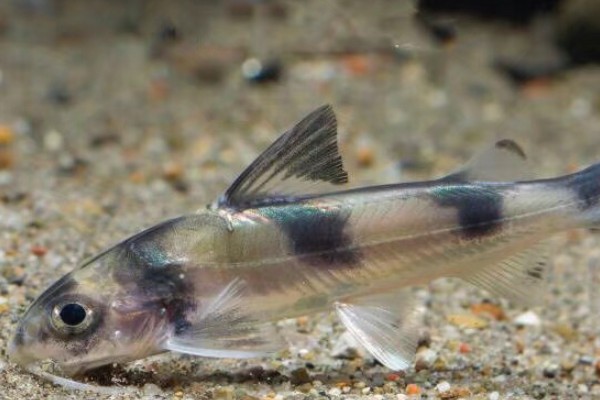 长丝黑鮡是什么鱼？