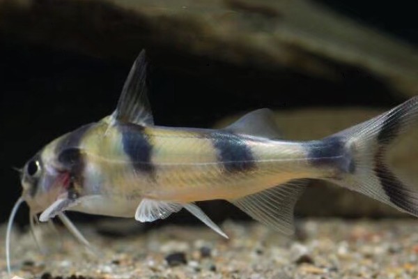 长丝黑鮡是什么鱼？