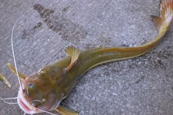 贡山鮡是什么鱼？