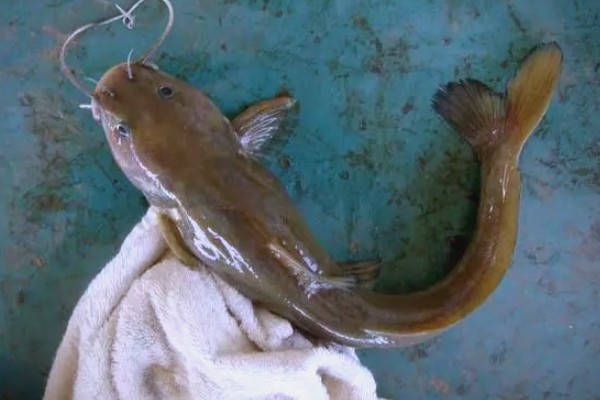 贡山鮡是什么鱼？