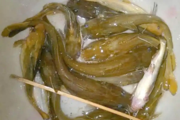 贡山鮡是什么鱼？