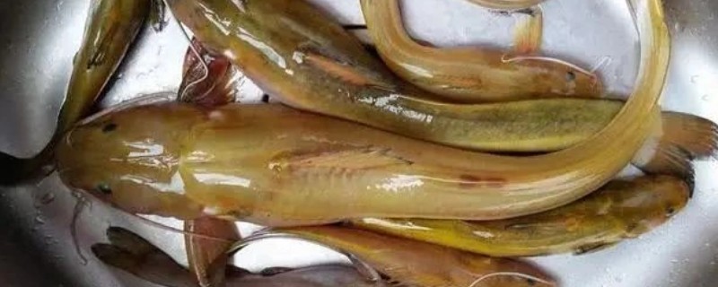 贡山鮡是什么鱼？