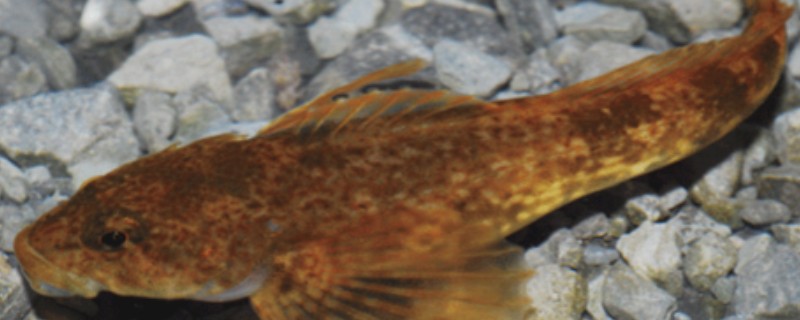 藏鰋是什么鱼？