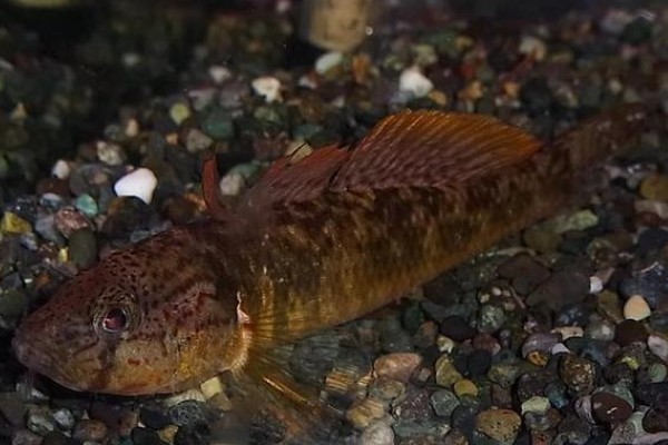 藏鰋是什么鱼？