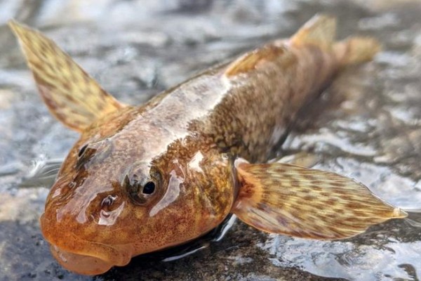 藏鰋是什么鱼？