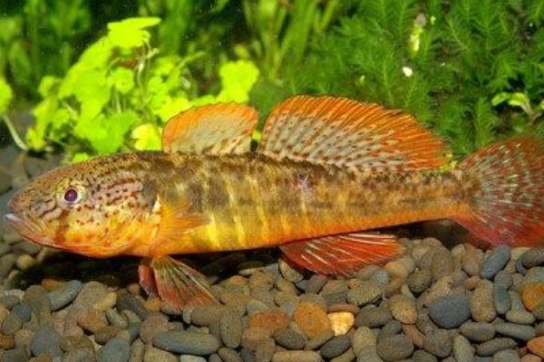 藏鰋是什么鱼？