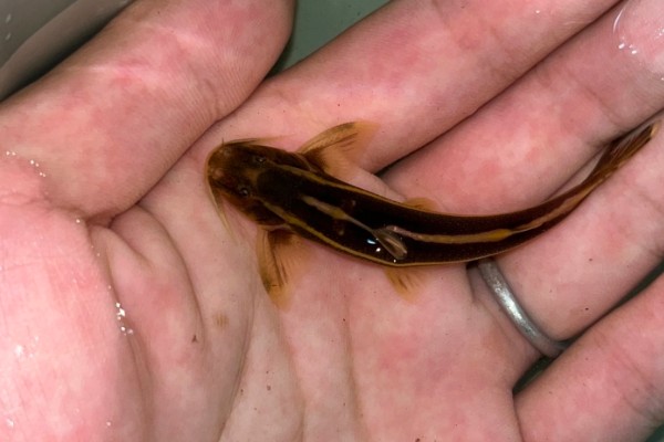 老挝纹胸鮡是什么鱼？