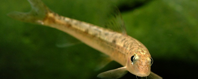 长须片唇鮈是什么鱼？