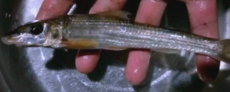 无斑蛇鮈是什么鱼？