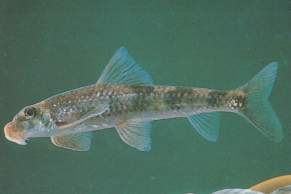 长须片唇鮈是什么鱼？