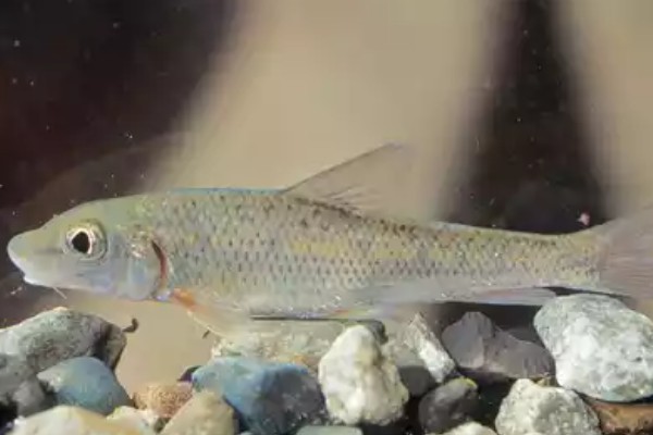 长须片唇鮈是什么鱼？