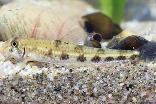 长须片唇鮈是什么鱼？