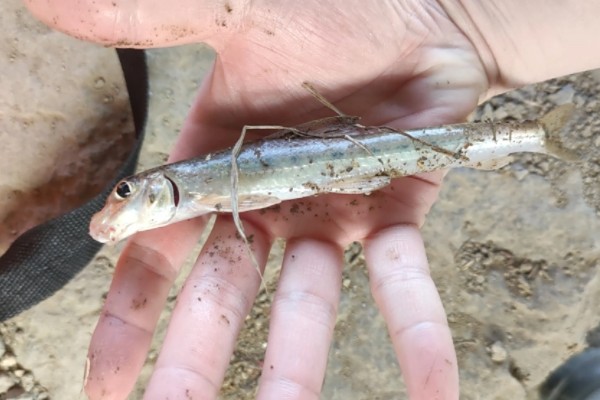 镇江片唇鮈是什么鱼？