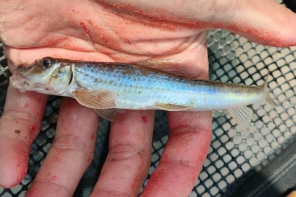 镇江片唇鮈是什么鱼？