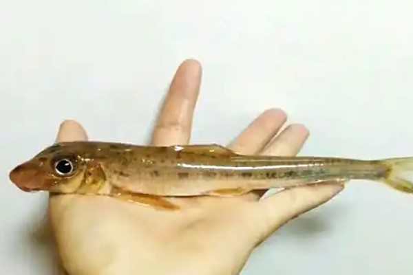 镇江片唇鮈是什么鱼？