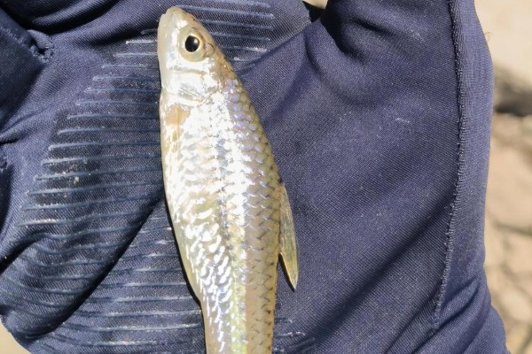 裸腹片唇鮈是什么鱼？