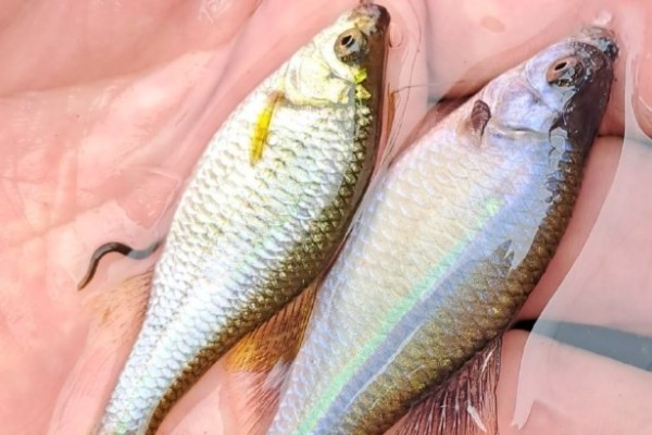 裸腹片唇鮈是什么鱼？