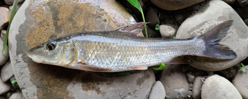裸腹片唇鮈是什么鱼？
