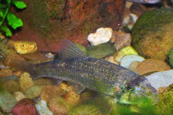 裸腹片唇鮈是什么鱼？