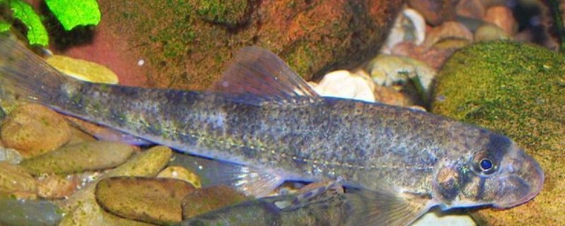 片唇鮈是什么鱼？