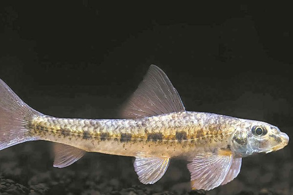 片唇鮈是什么鱼？