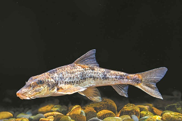 片唇鮈是什么鱼？