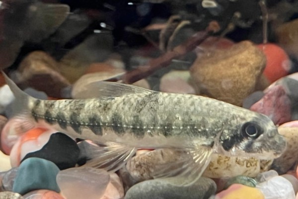 片唇鮈是什么鱼？