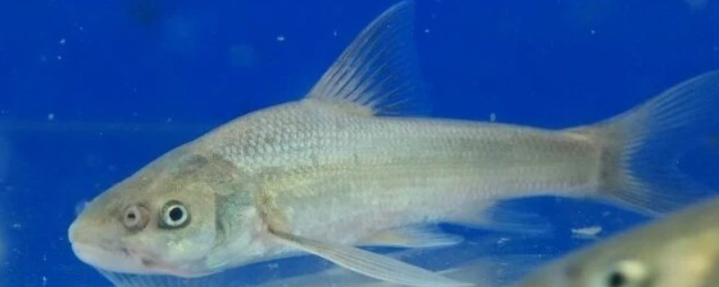 长鳍吻鮈是什么鱼？