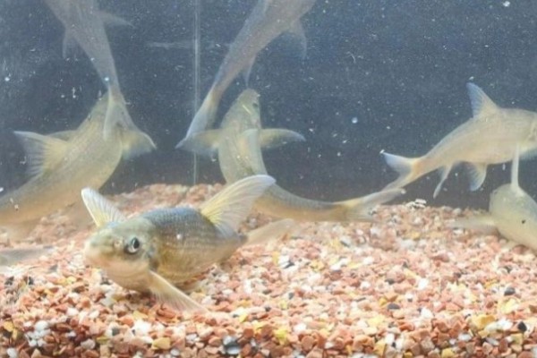 长鳍吻鮈是什么鱼？