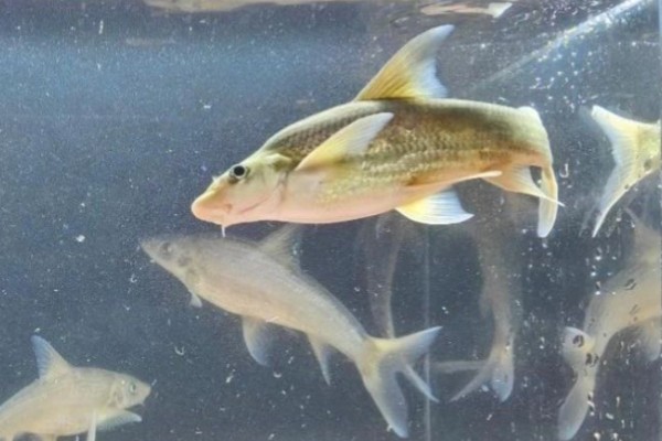 长鳍吻鮈是什么鱼？