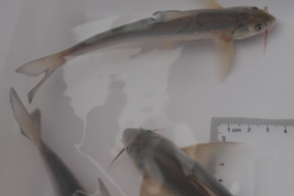 长鳍吻鮈是什么鱼？