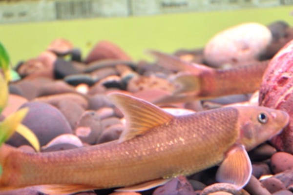 长鳍吻鮈是什么鱼？