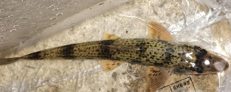 湖南吻鮈是什么鱼？