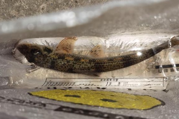 湖南吻鮈是什么鱼？