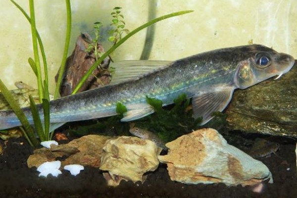 湖南吻鮈是什么鱼？