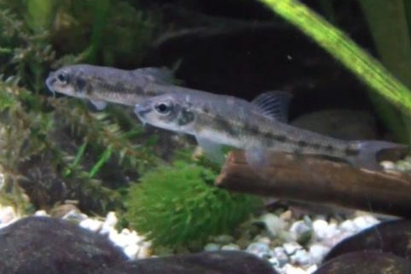 湖南吻鮈是什么鱼？