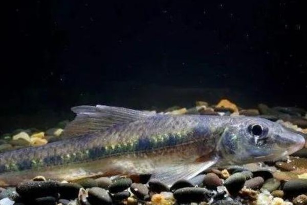 湖南吻鮈是什么鱼？